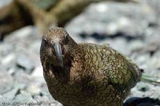 Kea (16 von 19).jpg